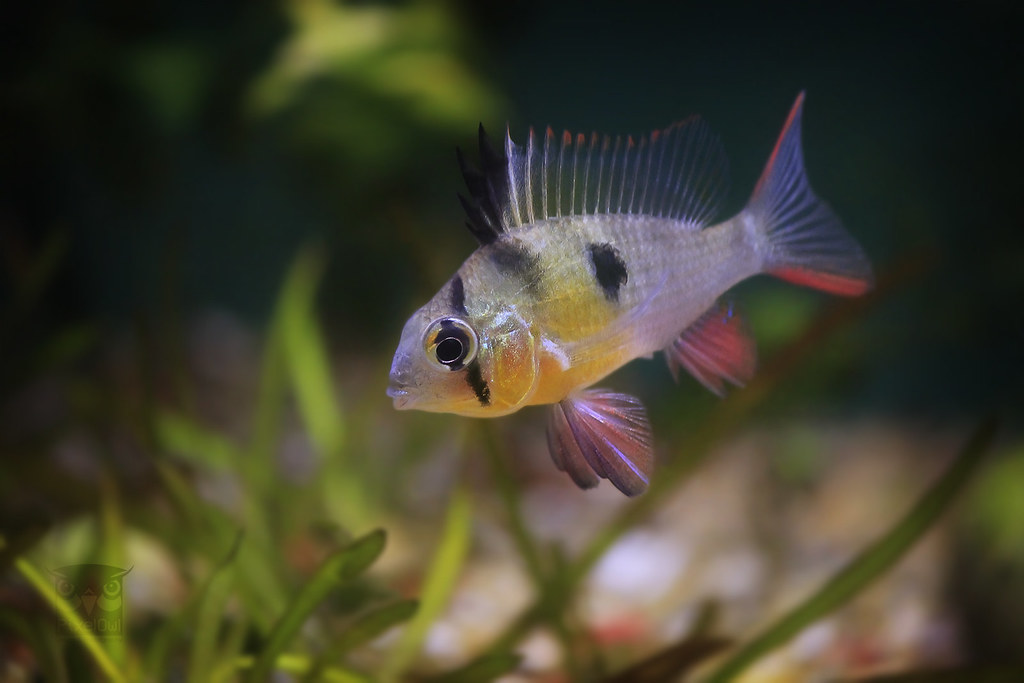 Honey Gourami fish