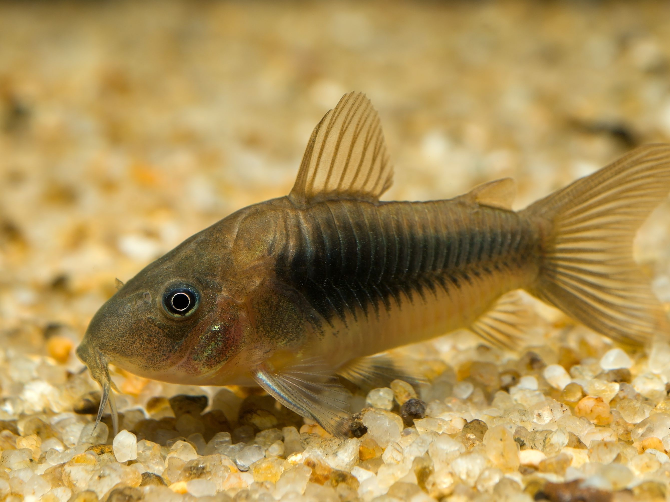 Bronze Corydora catfish