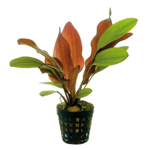 Echinodorus Red aquarium plant