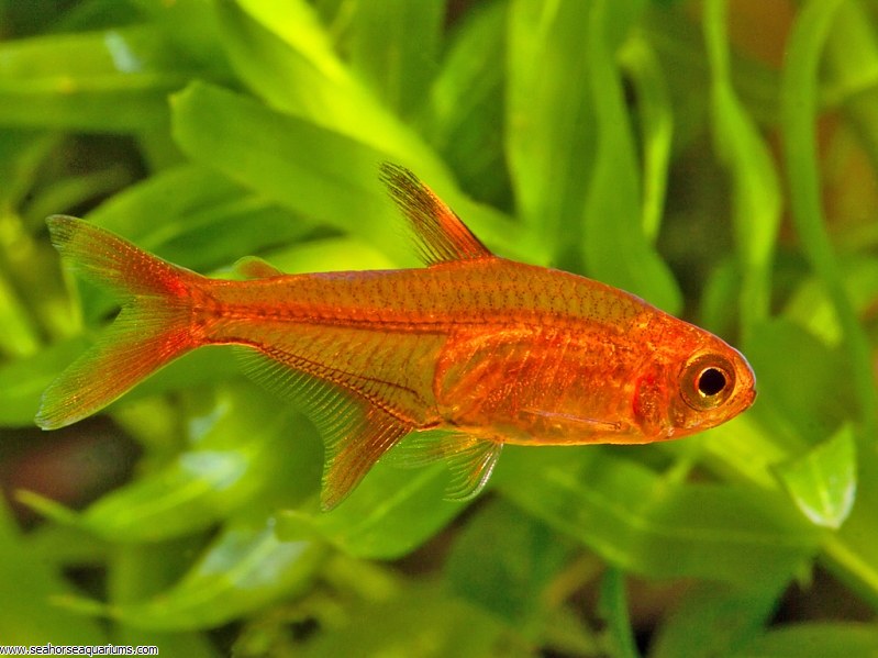 Ember Tetra fish