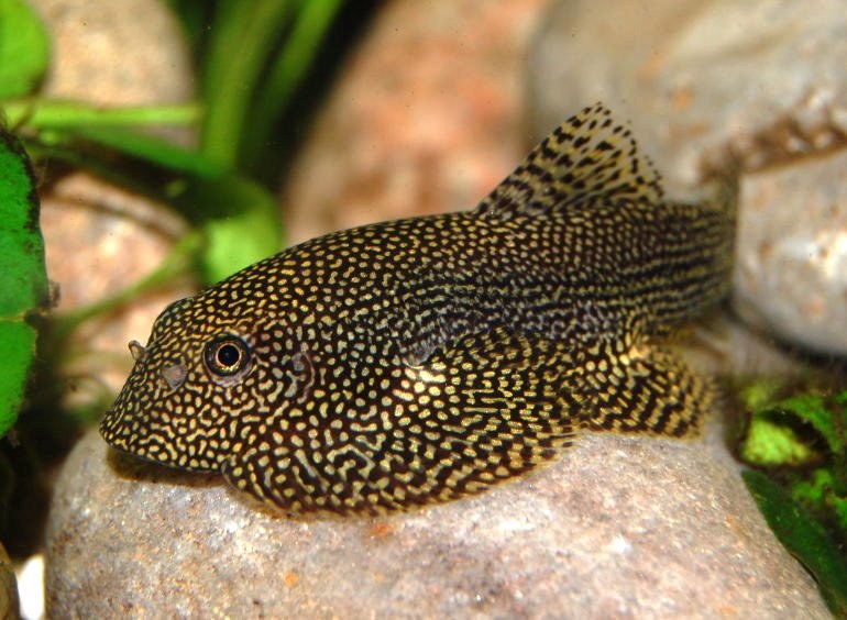 Hillstream Loach Fish