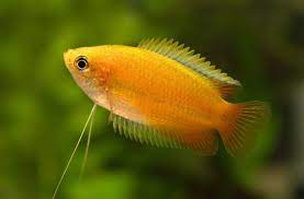 Honey Gourami fish