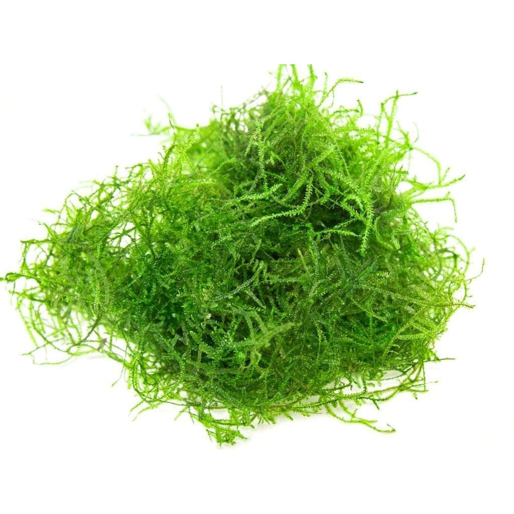 Java Moss aquarium plant