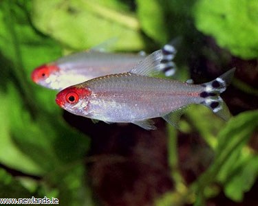 Rummy Nose Tetra Fish