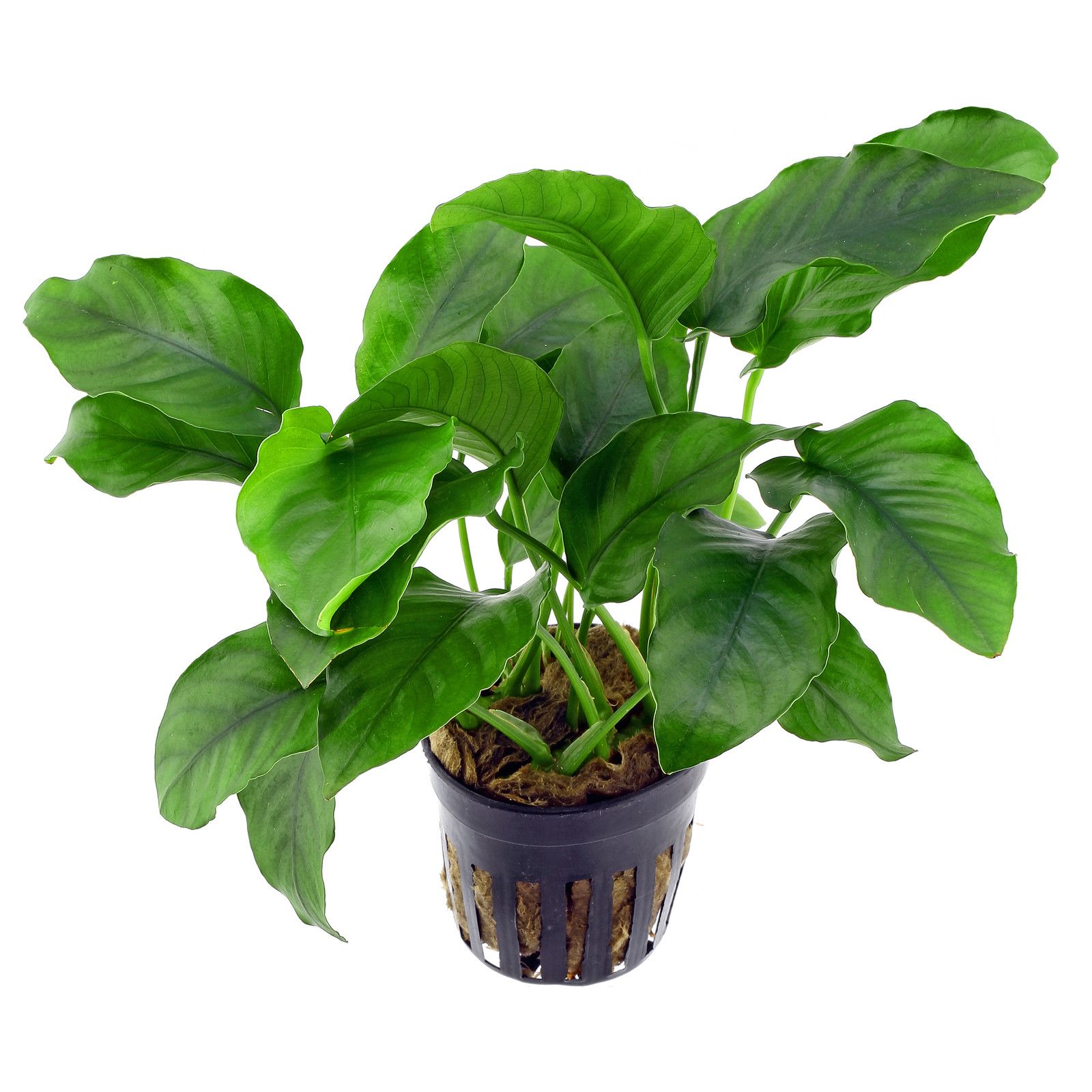 Anubias aquarium plant