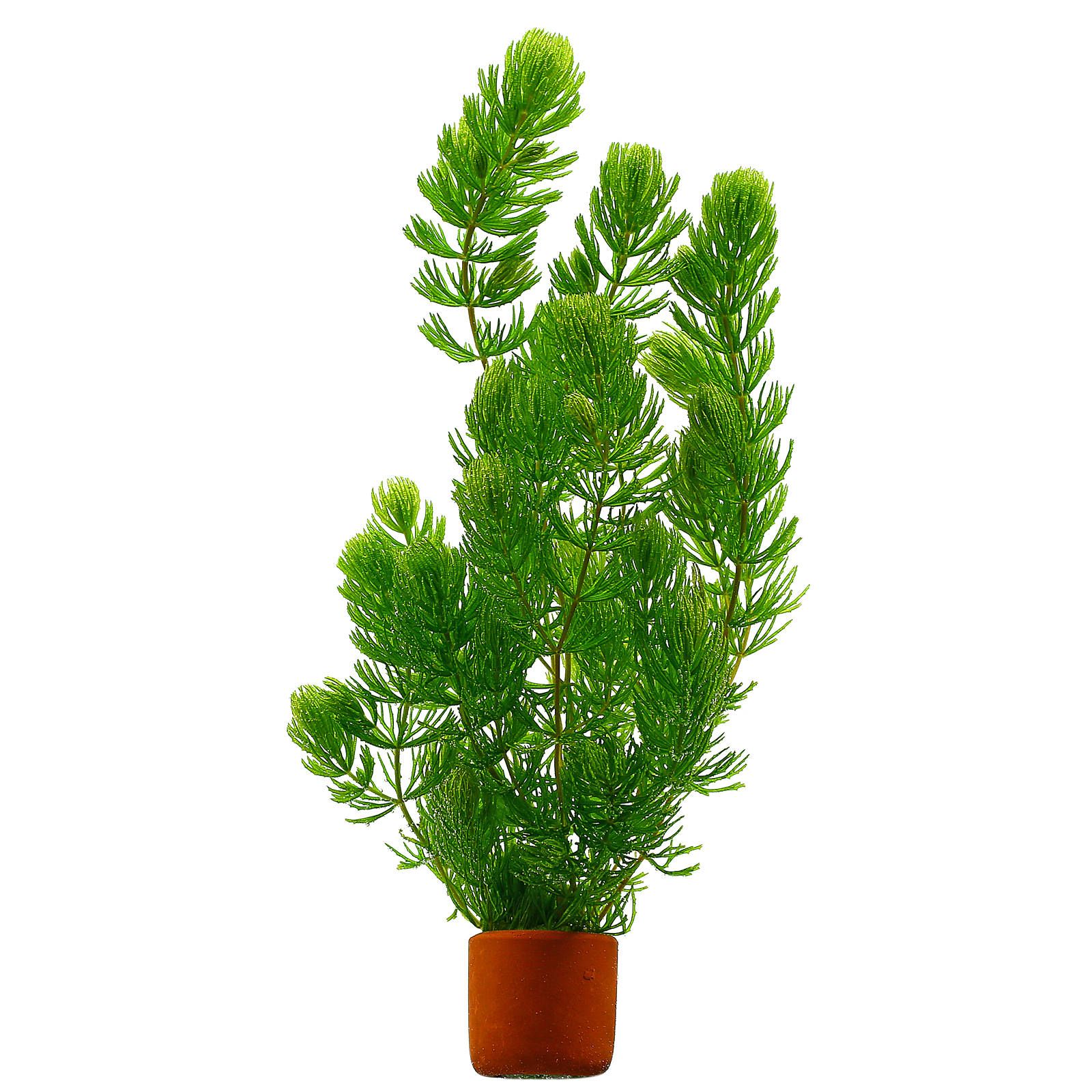 Amazon Sword aquarium plant