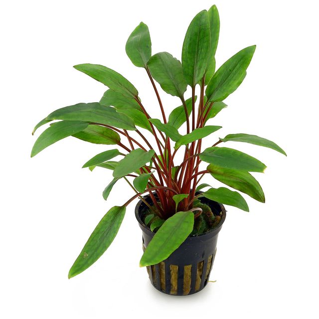 cryptocoryne aquarium plant