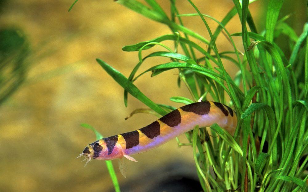 Kuhli Loach Fish