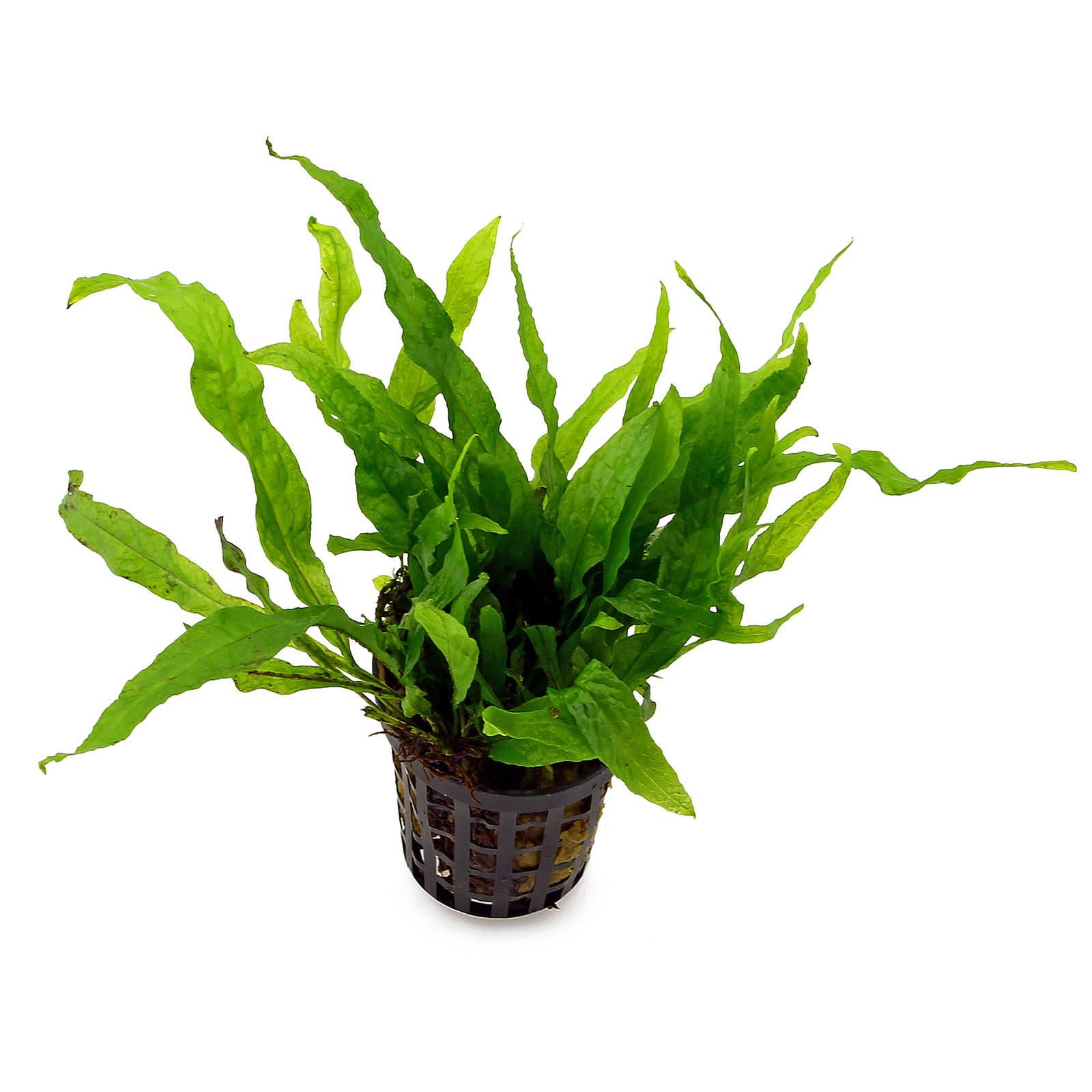 Micorsorum Petit aquarium plant