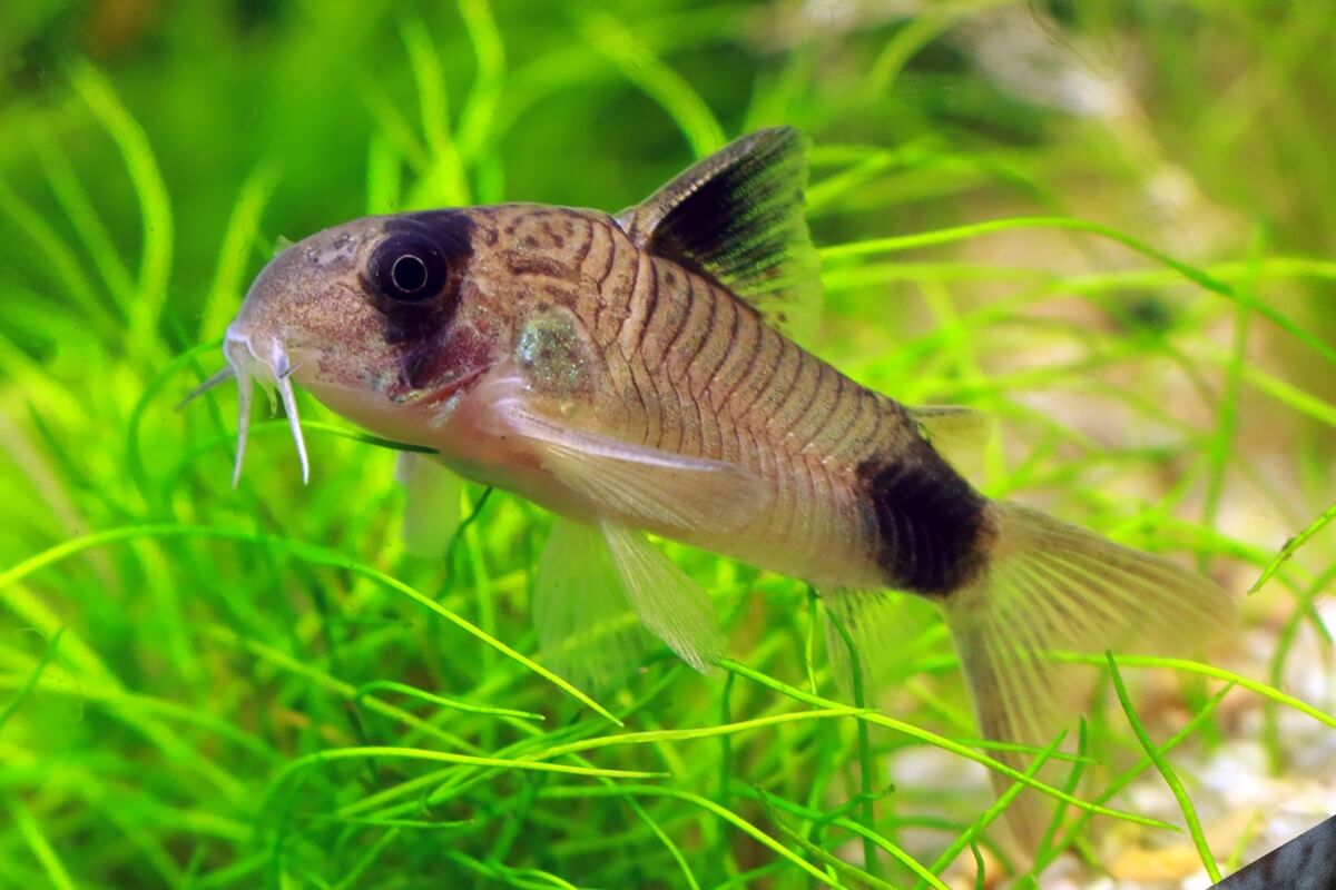 Panda Corydora catfish